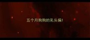 五个月狗狗的乳头偏