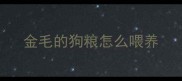 金毛的狗粮怎么喂养