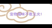 宠物猫咪不敢见光