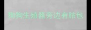 狗狗生殖器旁边有脓包