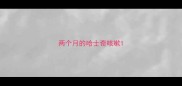 两个月的哈士奇咳嗽