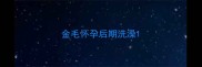 金毛怀孕后期洗澡