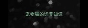 宠物猫的饲养知识