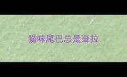 猫咪尾巴总是耷拉