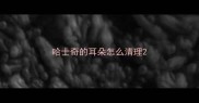 哈士奇的耳朵怎么清理