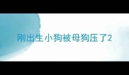 刚出生小狗被母狗压了