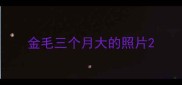 金毛三个月大的照片
