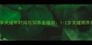 边境牧羊犬成年时间与饲养全指南1-2岁关键期养护要点