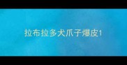 拉布拉多犬爪子爆皮