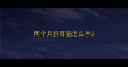 两个月折耳猫怎么养