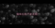 猫咪后肢不能走路