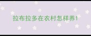 拉布拉多在农村怎样养