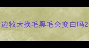 边牧大换毛黑毛会变白吗