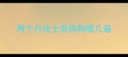 两个月哈士奇狗狗喂几遍