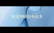 慈溪狗场拉布拉多