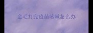 金毛打完疫苗咳嗽怎么办