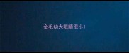 金毛幼犬眼睛很小