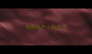 母狗难产小狗死了