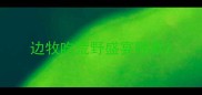 边牧吃荒野盛宴哪款