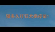 猫多久打狂犬病疫苗