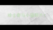哈士奇与小猫照片