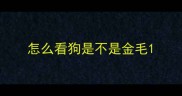 怎么看狗是不是金毛