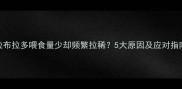 拉布拉多喂食量少却频繁拉稀5大原因及应对指南