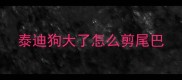泰迪狗大了怎么剪尾巴
