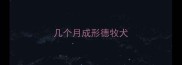 几个月成形德牧犬