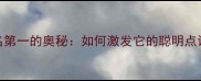 边境牧羊犬智商排名第一的奥秘如何激发它的聪明点训练技巧与养护指南