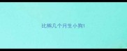 比熊几个月生小狗