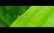 八哥犬成犬打疫苗