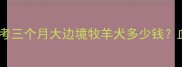 最新边牧幼犬价格参考三个月大边境牧羊犬多少钱血统品相地区影响全