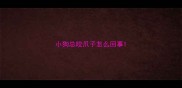 小狗总咬爪子怎么回事