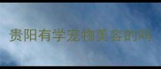 贵阳有学宠物美容的吗