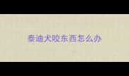 泰迪犬咬东西怎么办