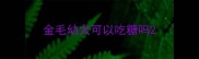 金毛幼犬可以吃糖吗