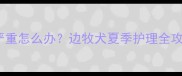高温天气下边牧流口水严重怎么办边牧犬夏季护理全攻略附科学应对方案