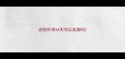 边牧怀孕54天可以洗澡吗