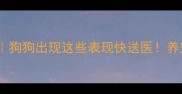 狂犬疫苗症状全狗狗出现这些表现快送医养宠必看健康指南