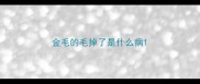 金毛的毛掉了是什么病
