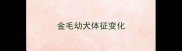 金毛幼犬体征变化