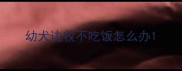幼犬边牧不吃饭怎么办