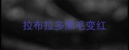 拉布拉多黑毛变红