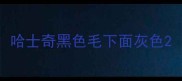 哈士奇黑色毛下面灰色