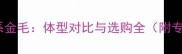 美系金毛vs英系金毛体型对比与选购全附专家养护指南