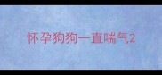 怀孕狗狗一直喘气