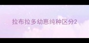 拉布拉多幼崽纯种区分