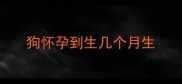 狗怀孕到生几个月生