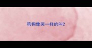 狗狗像哭一样的叫